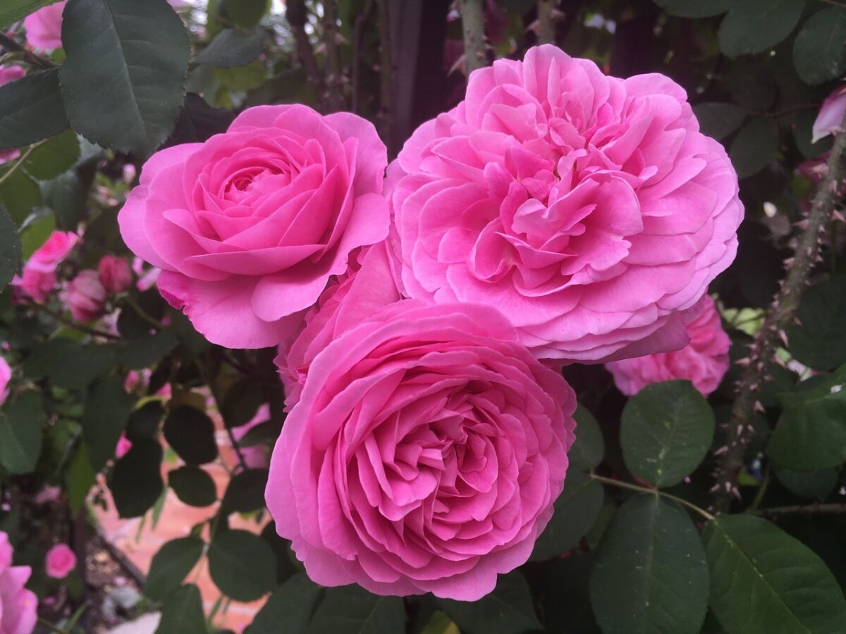 Gertrude Jekyll rose blooms, in detail.