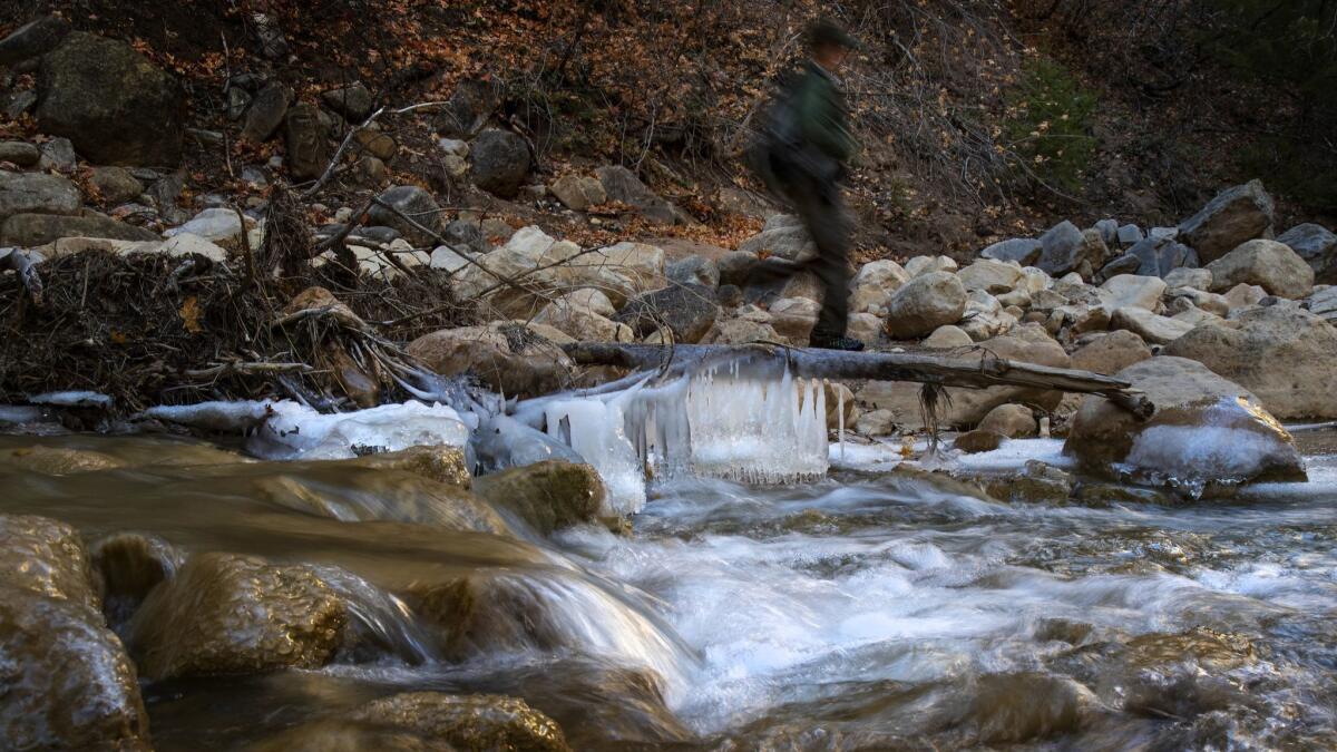 Ranger Tim Knaus walks along the Virgin River after crossing the frigid water while trekking through Zion Narrows.