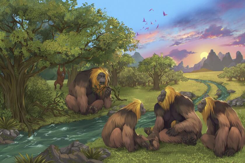 Esta ilustración, proporcionada por investigadores, muestra a simios de la especie Gigantopithecus blacki en un bosque en la región Guangxi del sur de China. (Garcia/Joannes-Boyau/Universidad Southern Cross)
