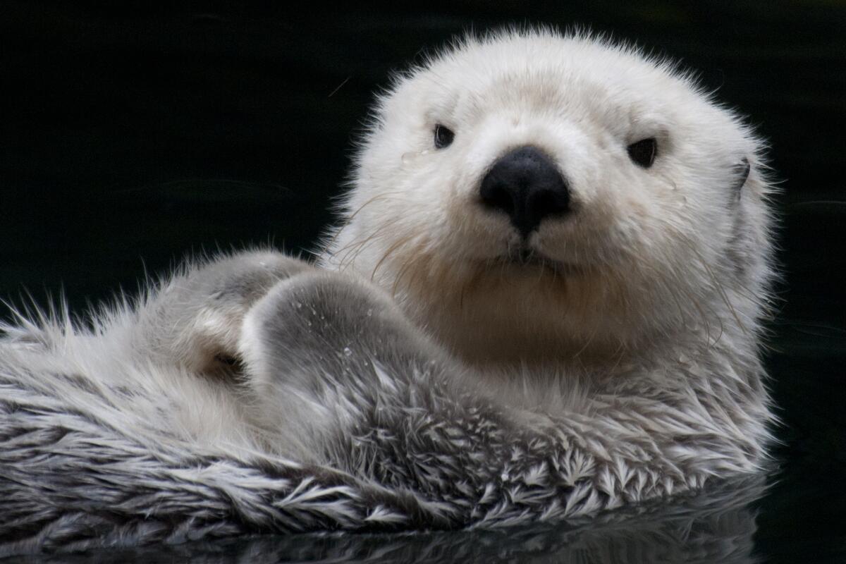 A closeup of a sea otter floating on its back