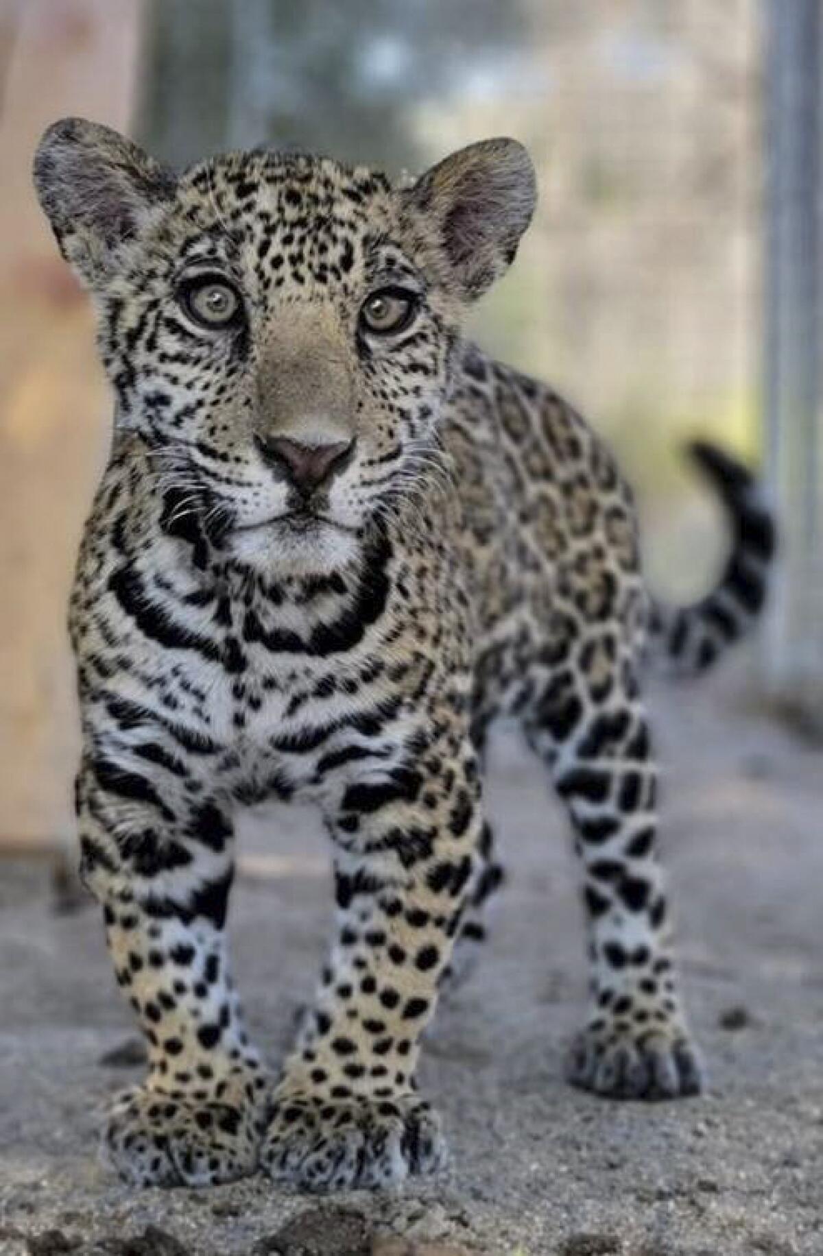 A jaguar cub stands in dirt