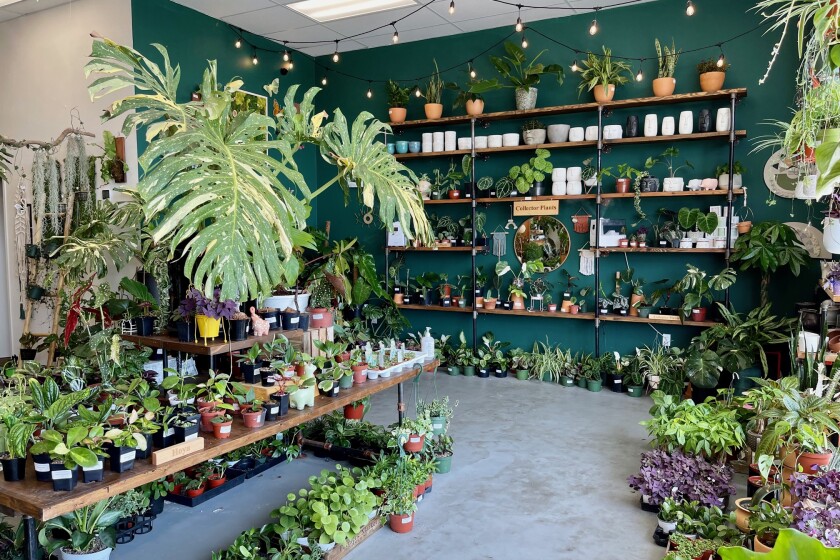 A plant shop with green walls
