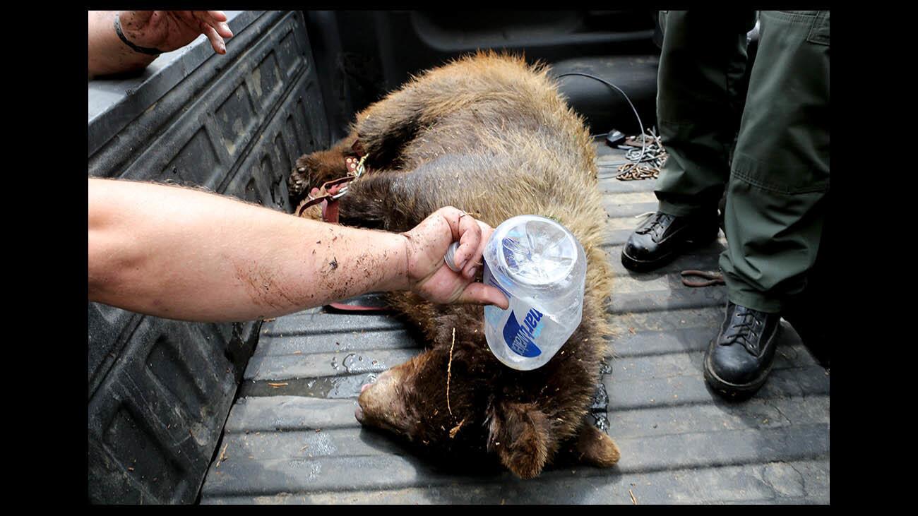 Photo Gallery: Young black bear causes stir in local neighborhood