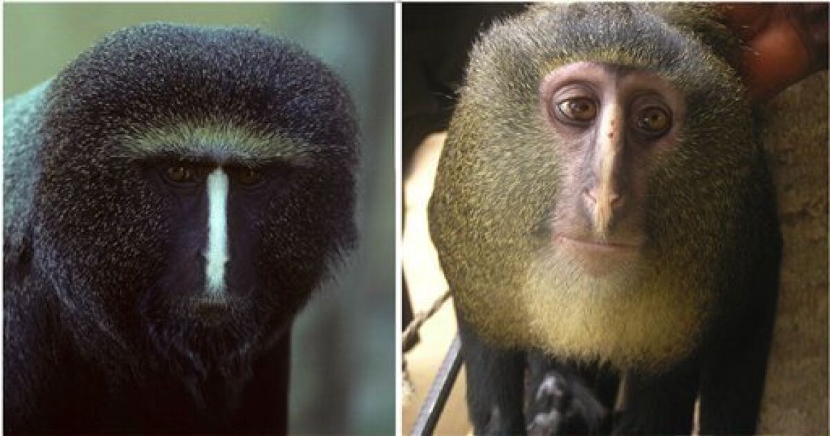 Scientists ID new species of monkey in Congo - The San Diego Union-Tribune