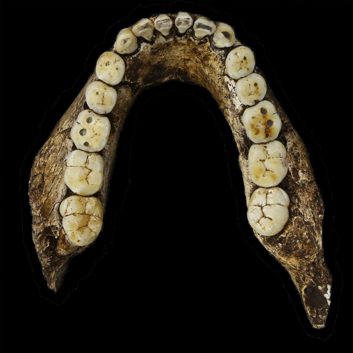 Homo naledi mandible (John Hawks / Wits University)