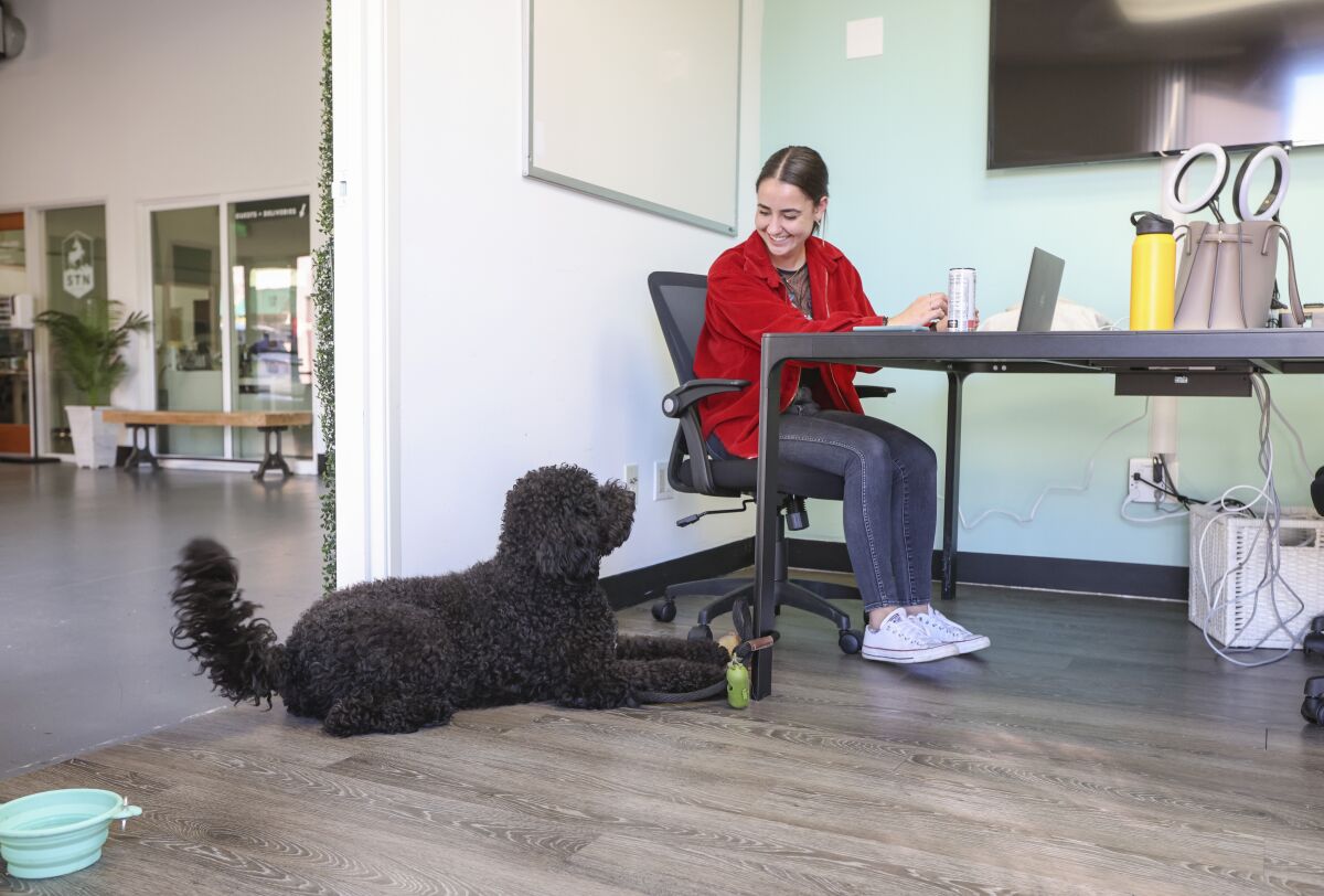 Ziggy the labradoodle hangs with his owner Theresa LeBlanc during work at STN Digital in San Diego.