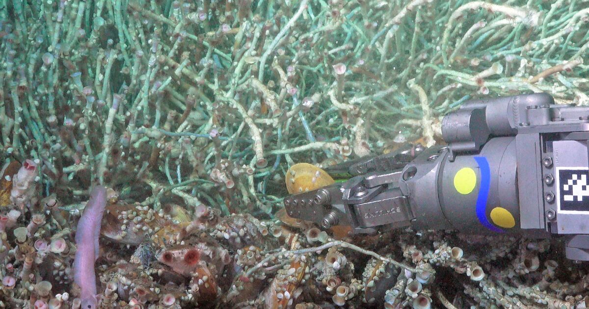 Científicos de Scripps Oceanography descubren nuevas especies de peces de aguas profundas