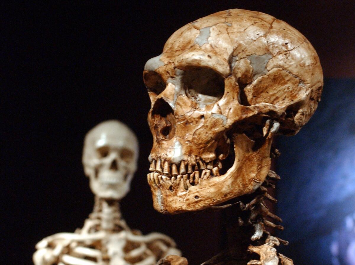 A reconstructed Neanderthal skeleton, right, ialongside a modern human skeleton 