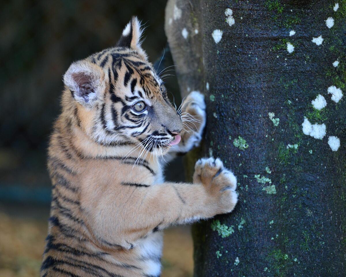 An undated handout picture made available by the Australia Zoo on June 20, 2016, shows Reggie, a new Sumatran tiger cub born at Australia Zoo on the Sunshine Coast of Queensland, Australia.