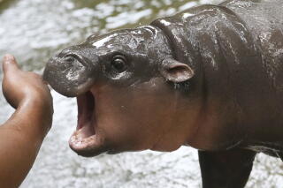 The baby pygmy hippo Moo Deng plays with a zookeeper