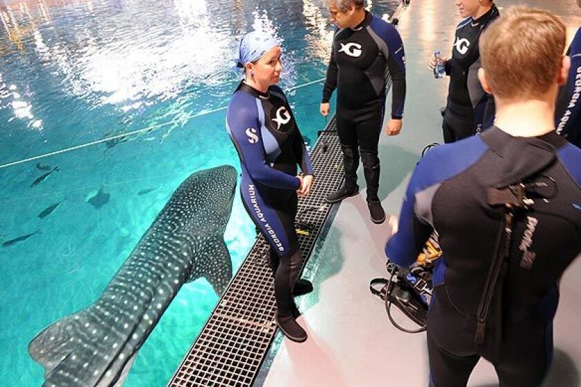 People prepare to dive with four giant whale sharks and thousands of other fish in the Ocean Voyager exhibit at the Georgia Aquarium in Atlanta on Thursday. Visitors can pay $190 to swim or $290 to dive in the 6-million-gallon tank.
