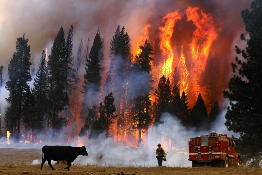 Firefighter Dusty LaChapelle from El Dorado County Fire Department moves away from flames from the fast moving Rim fire near Yosemite National Park, California, August 25, 2013. (Don Bartletti/Los Angeles Times/MCT) ORG XMIT: 1142474 ** HOY OUT, TCN OUT ** ORG XMIT: CHI1308252215105856