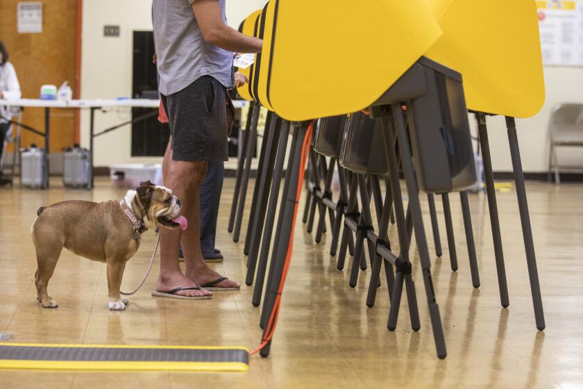 Venice, CA - JUNE 07: Cameron Porsandeh voting with his Old English Bulldog "Hera" in the primary election at Westminster Elementary on Tuesday, June 7, 2022, in Los Angeles, CA. (Francine Orr / Los Angeles Times)