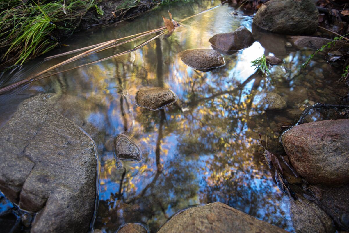 A new hike series explores The Wonders of the Watershed with Escondido Creek Conservancy.