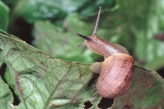 A brown garden snail on lettuce.