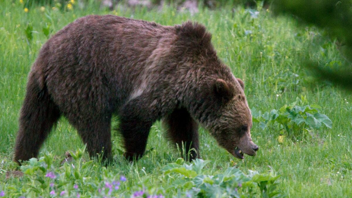 A grizzly roams near Beaver Lake in Yellowstone National Park.