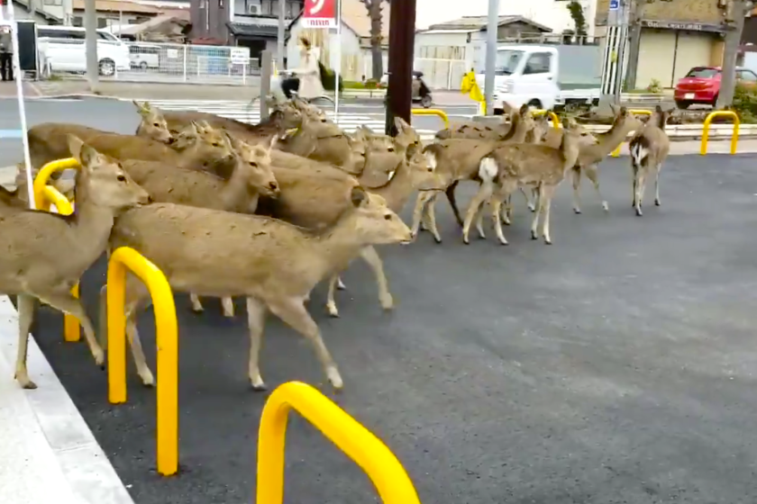 Ciervos en busca de comida en calles de Nara, Japón.
