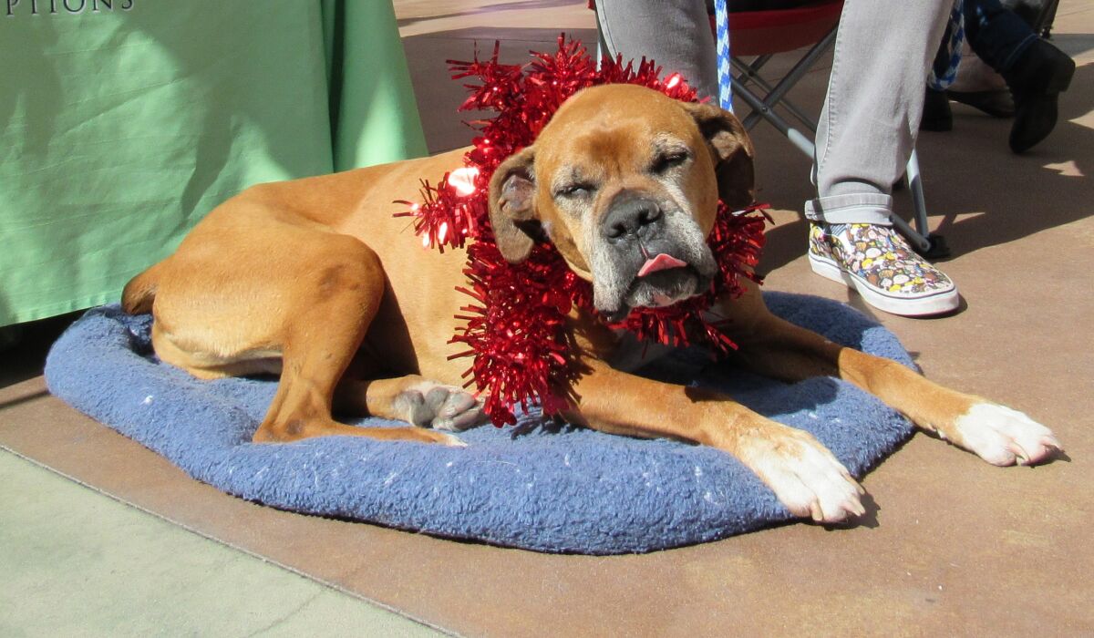 Among holiday tips from the San Diego Humane Society: Don't make animals dress up unless they are OK with it.