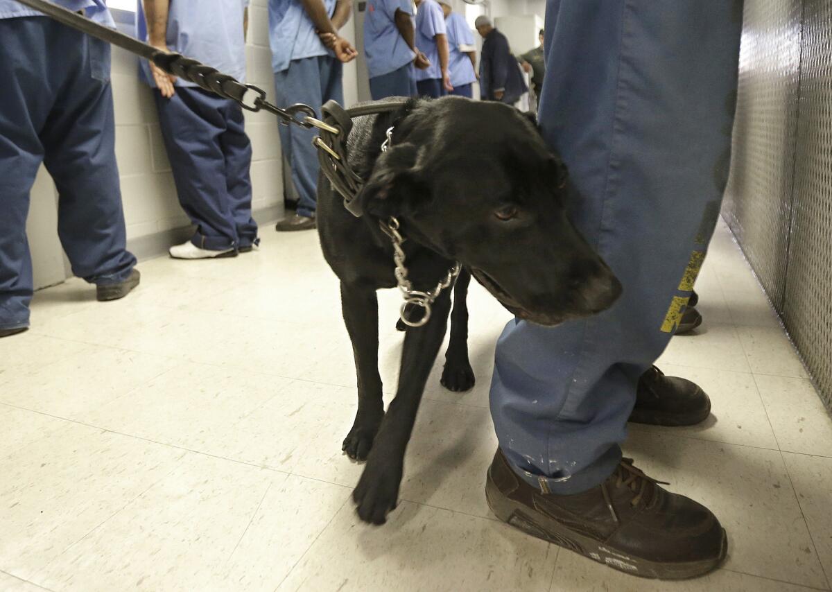 Bentley, a 3-year-old Labrador retriever, checks an inmate for traces of narcotics at California State Prison, Solano, in Vacaville, Calif.