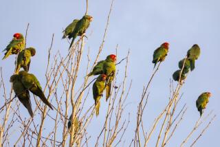 Temple City, Los Angeles, California-Jan. 13, 2023-Seasonal parrots gather in a roost in Temple City, where their loudness can be overwhelming. Pasadena Audubon Society shows visitors where the parrots roost in Temple City on Jan. 23, 2023. (Carolyn Cole / Los Angeles Times)