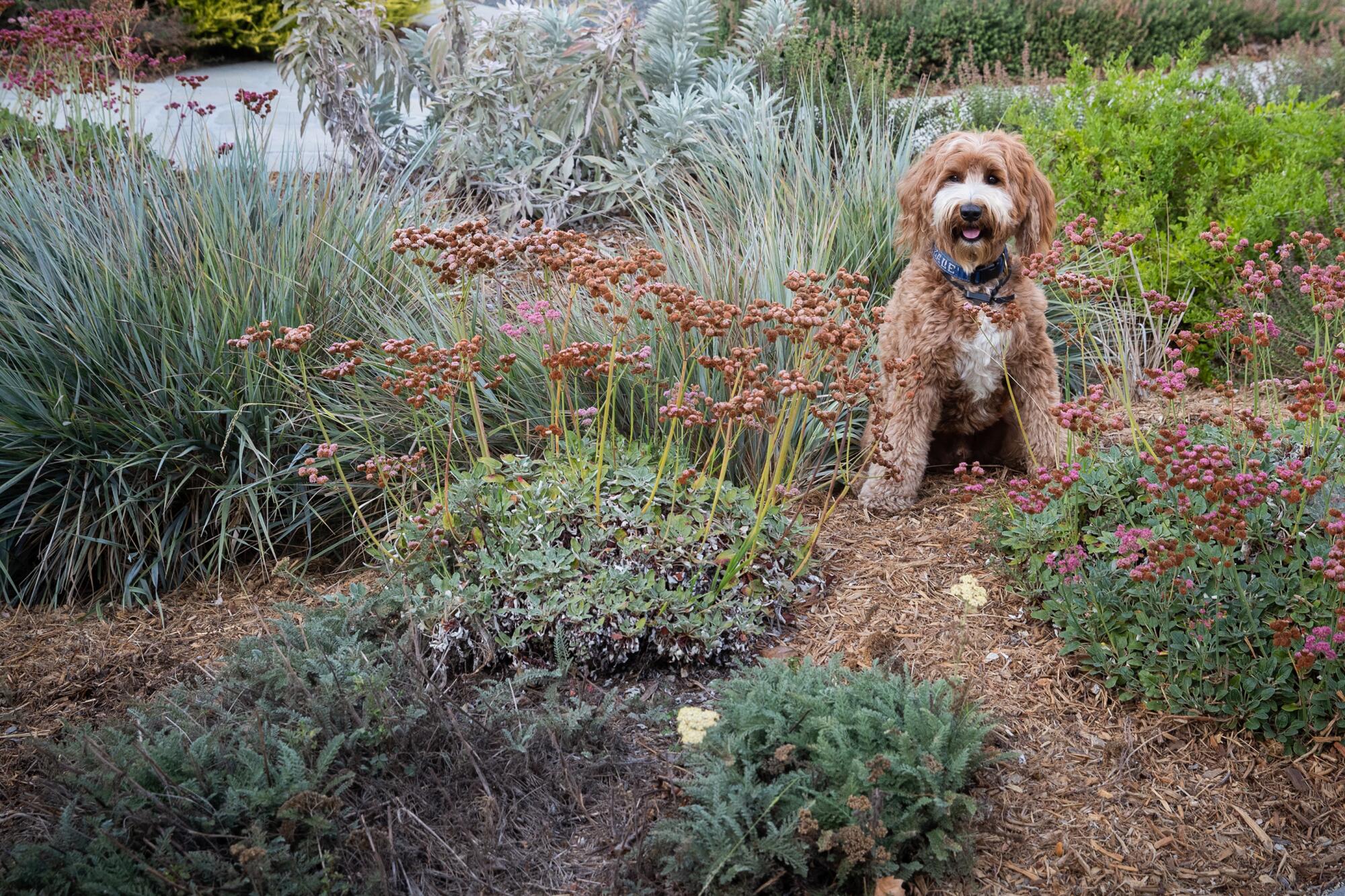 A dog sits in a yard surrounded by native plants. 