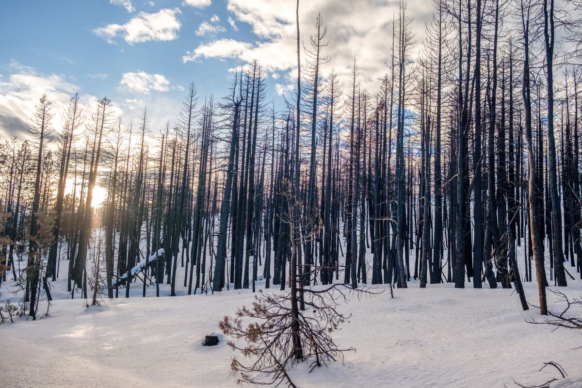 Burned trees in multiple feet of snow