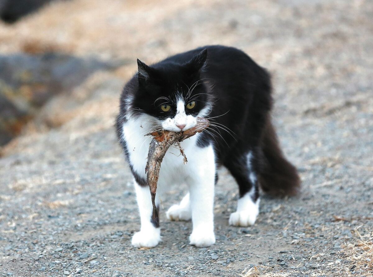A feral cat carries its catch of the day in its mouth. The feline belongs to a feral cat colony located along Mission Bay. — Earnie Grafton / U-T San Diego