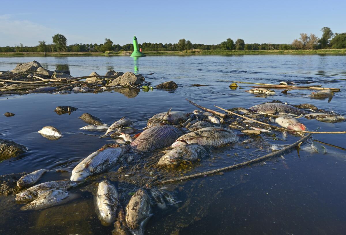 Dead fish floating in a river