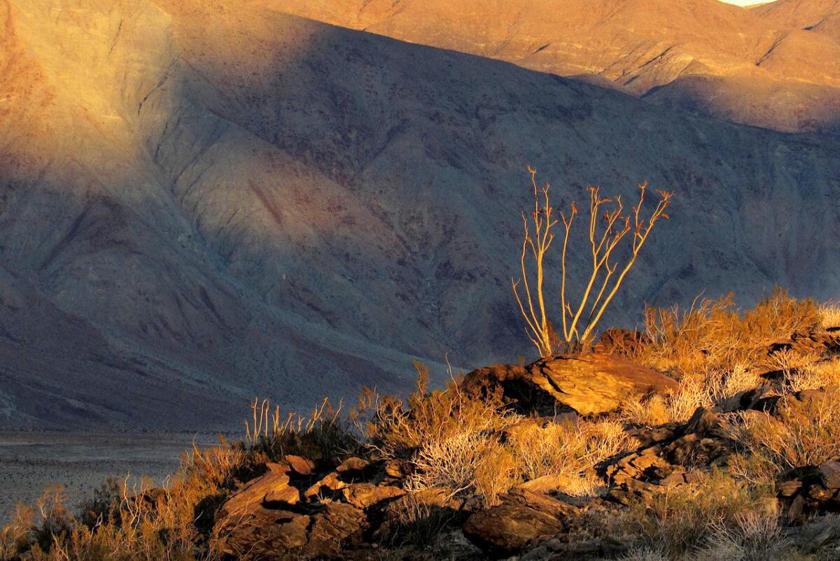 Climate change is being blamed for causing plant die-offs in Southern California Anza-Borrego Desert Research Center.