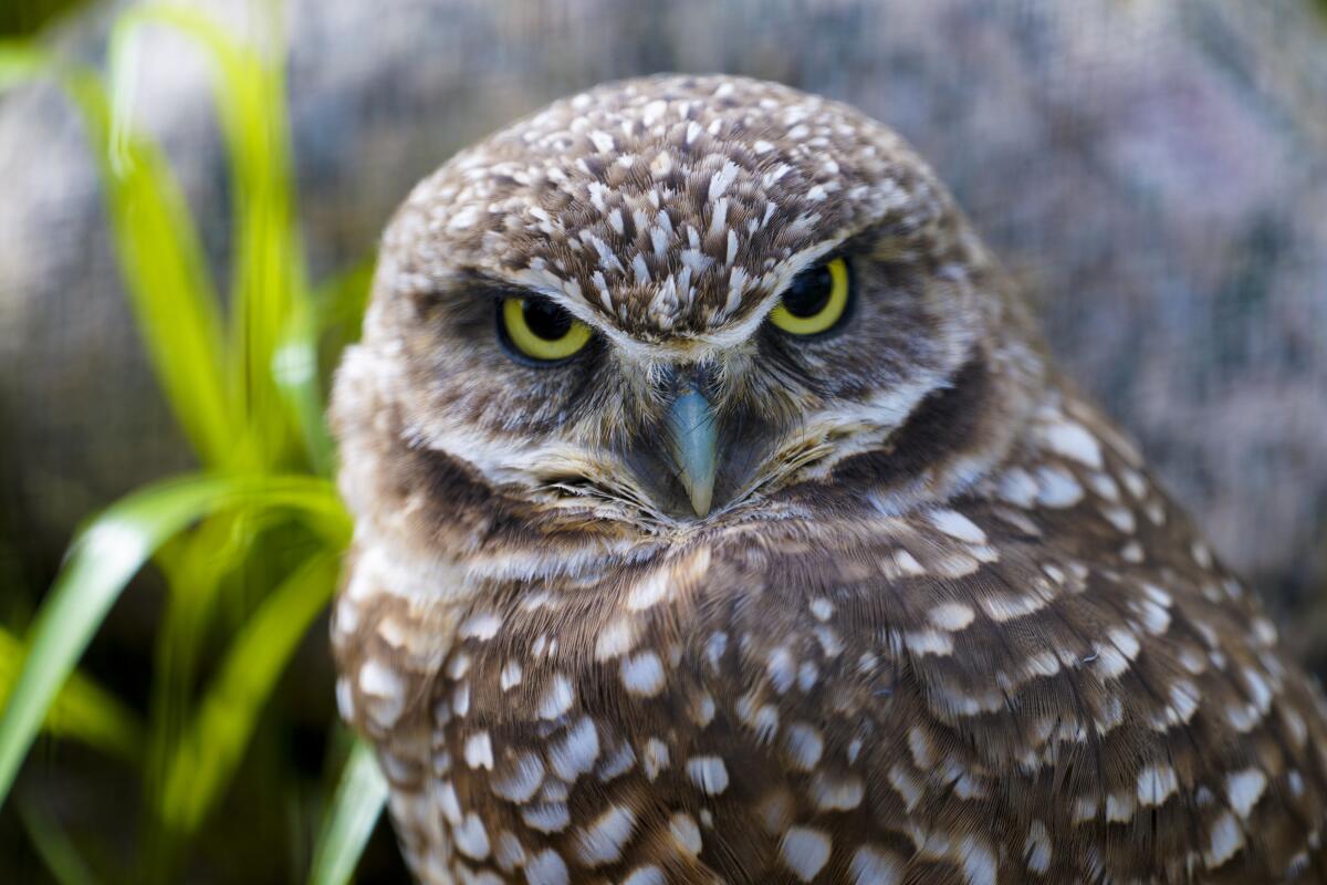 A burrowing owl at the Living Coast Discovery Center in Chula Vista.