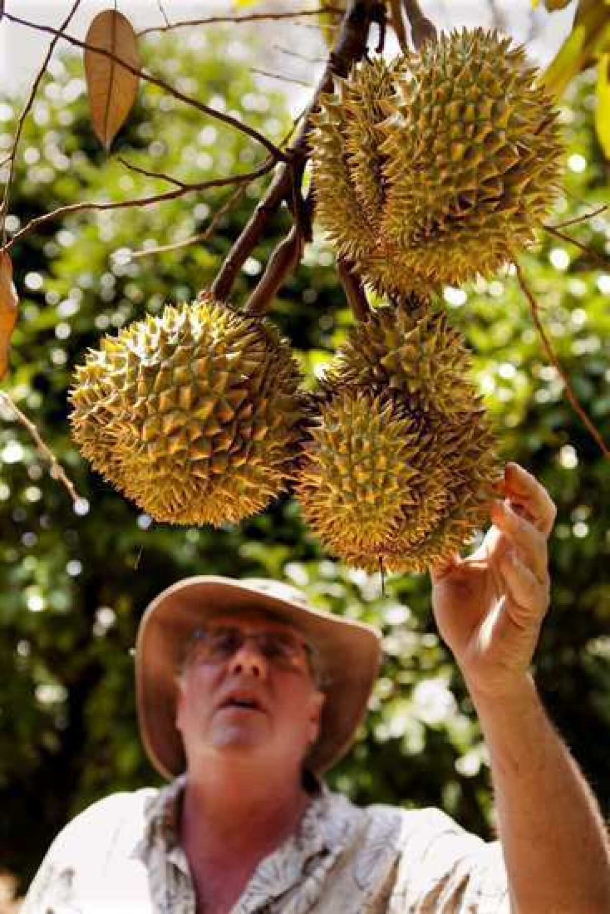 Ken Love, an exotic fruit specialist, reaches for durian grown in Captain Cook.