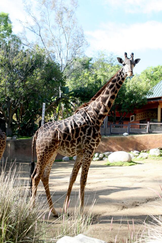 Photo Gallery: Guests can feed the giraffes at the Los Angeles Zoo