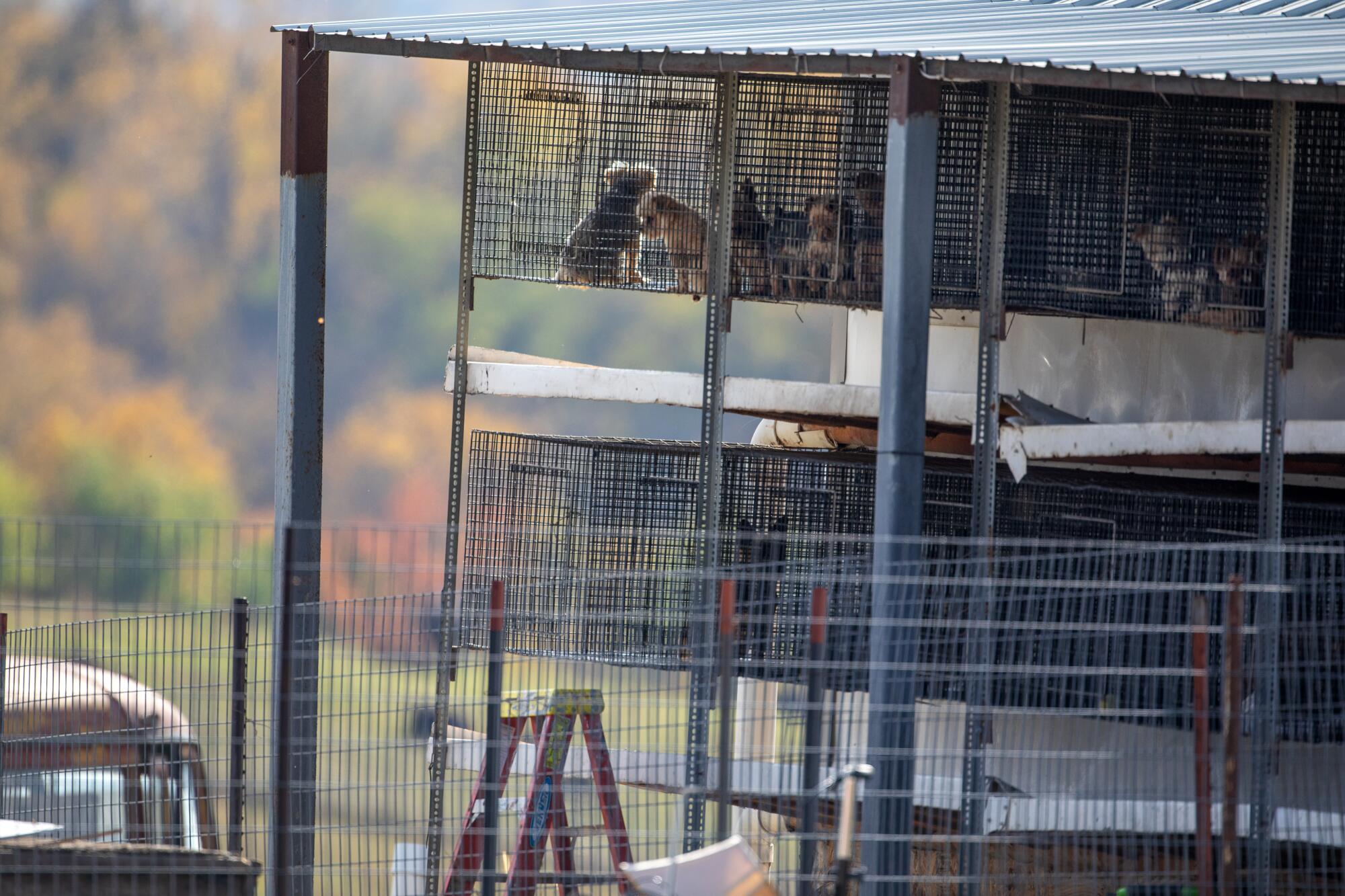 Stacks cages filled with dogs of Jerry Couchman's property.