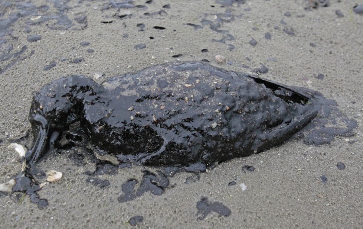 A dead, oil-covered bird near the Houston Ship Channel.