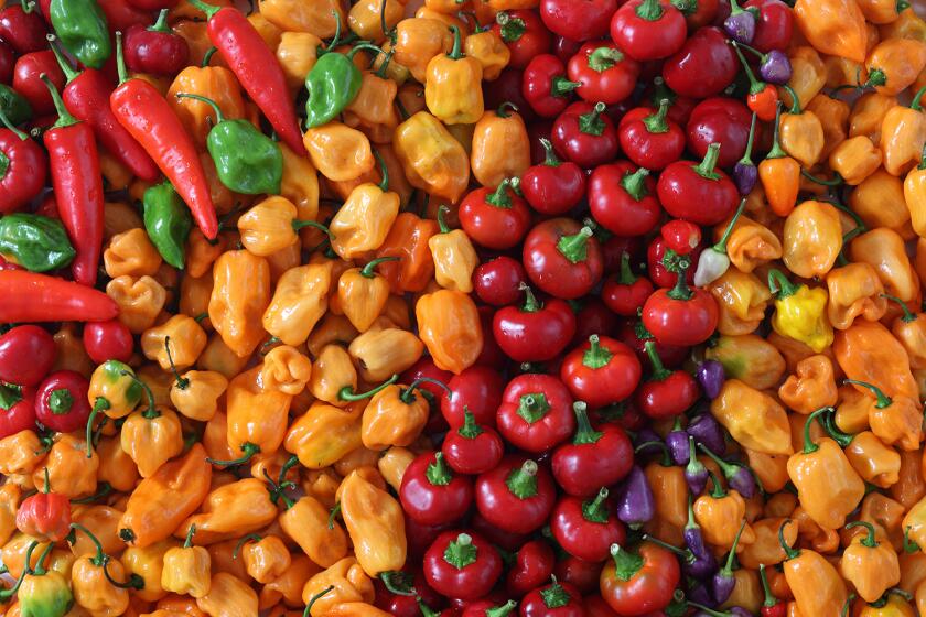 'Peppermania' brings a wide variety of chiles to Roger's Gardens in Newport Beach