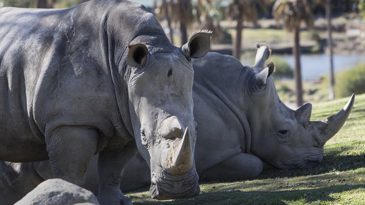 The plan to produce more northern white rhinos involves enlisting female southern white rhinos, like these residents of the San Diego Zoo Safari Park, to serve as surrogate mothers.