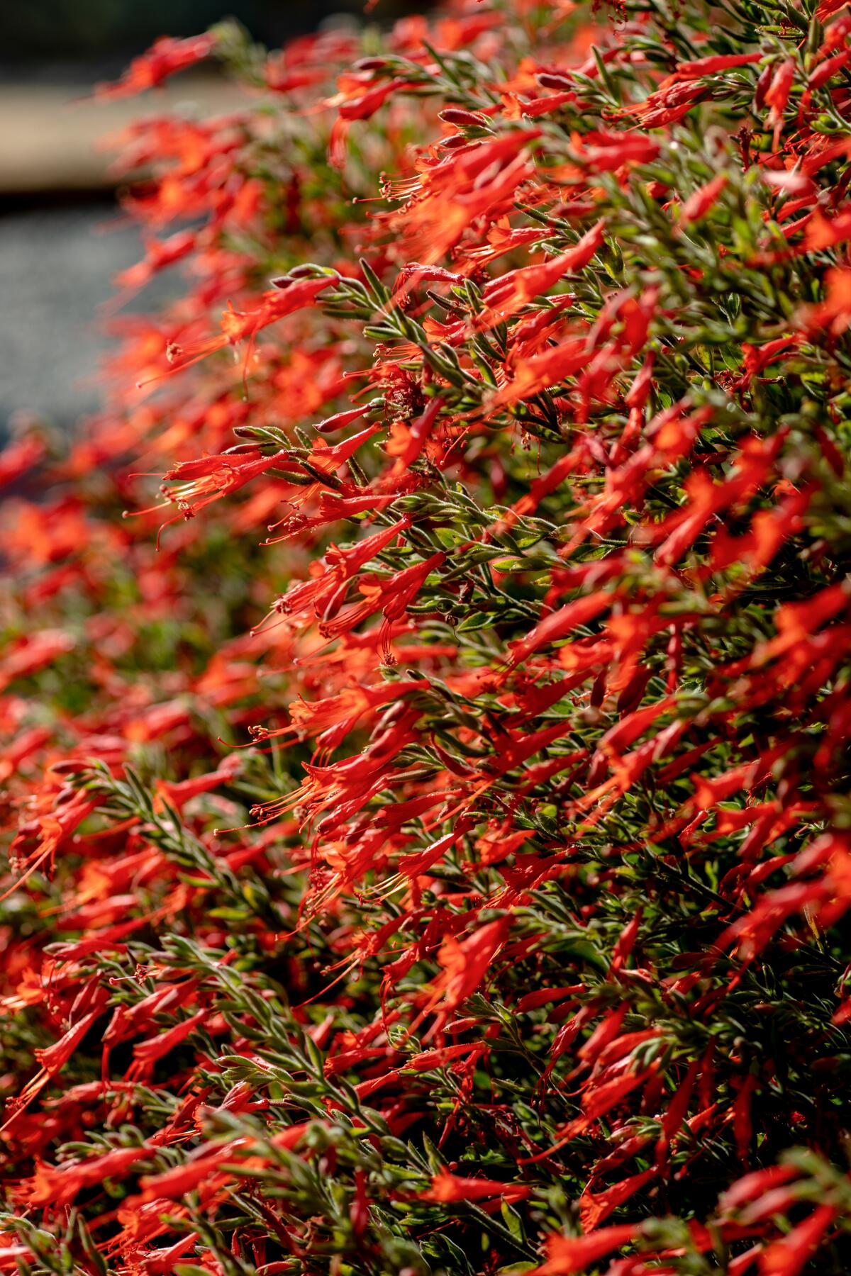 A close up photo of a California Fuchsia plant.