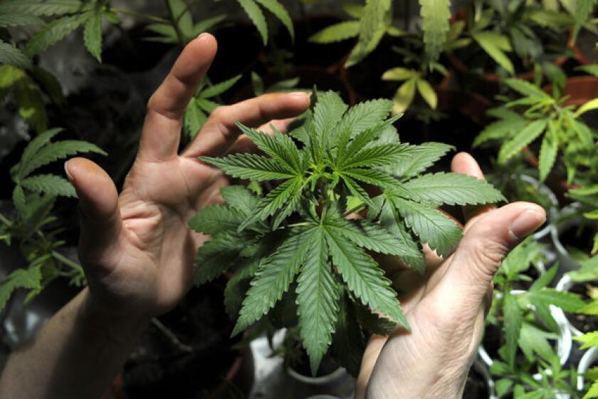 Marijuana growing in Uruguay .
