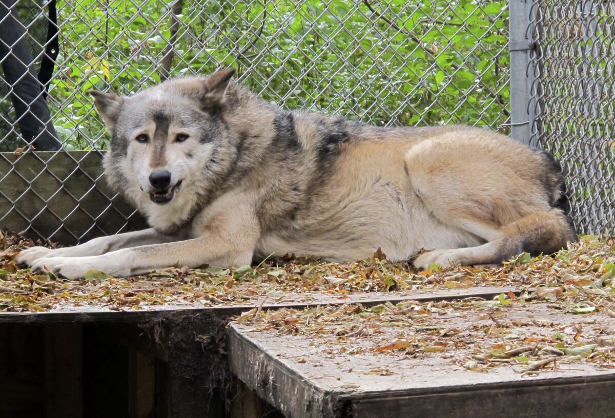 A timber wolf at the Timber Wolf Preservation Society in Greendale, Wis. 