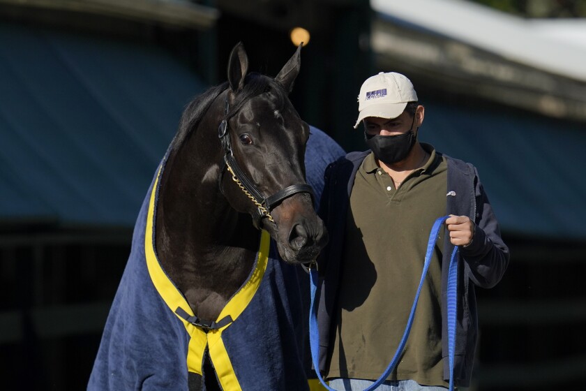 Kentucky Derby winner Medina Spirit is walked to be groomed after a morning exercise at Pimlico Race Course ahead of the Preakness Stakes horse race, Tuesday, May 11, 2021, in Baltimore. (AP Photo/Julio Cortez)