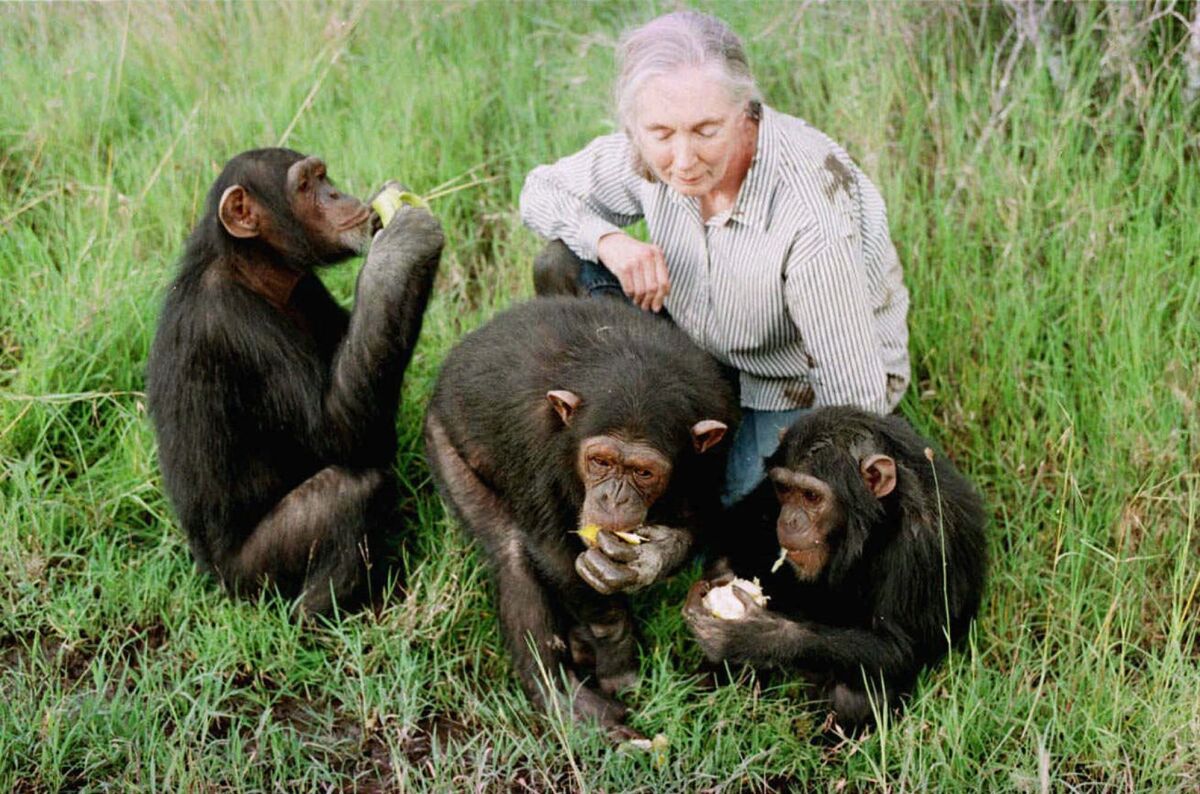 A woman sits in the grass with three chimpanzees.