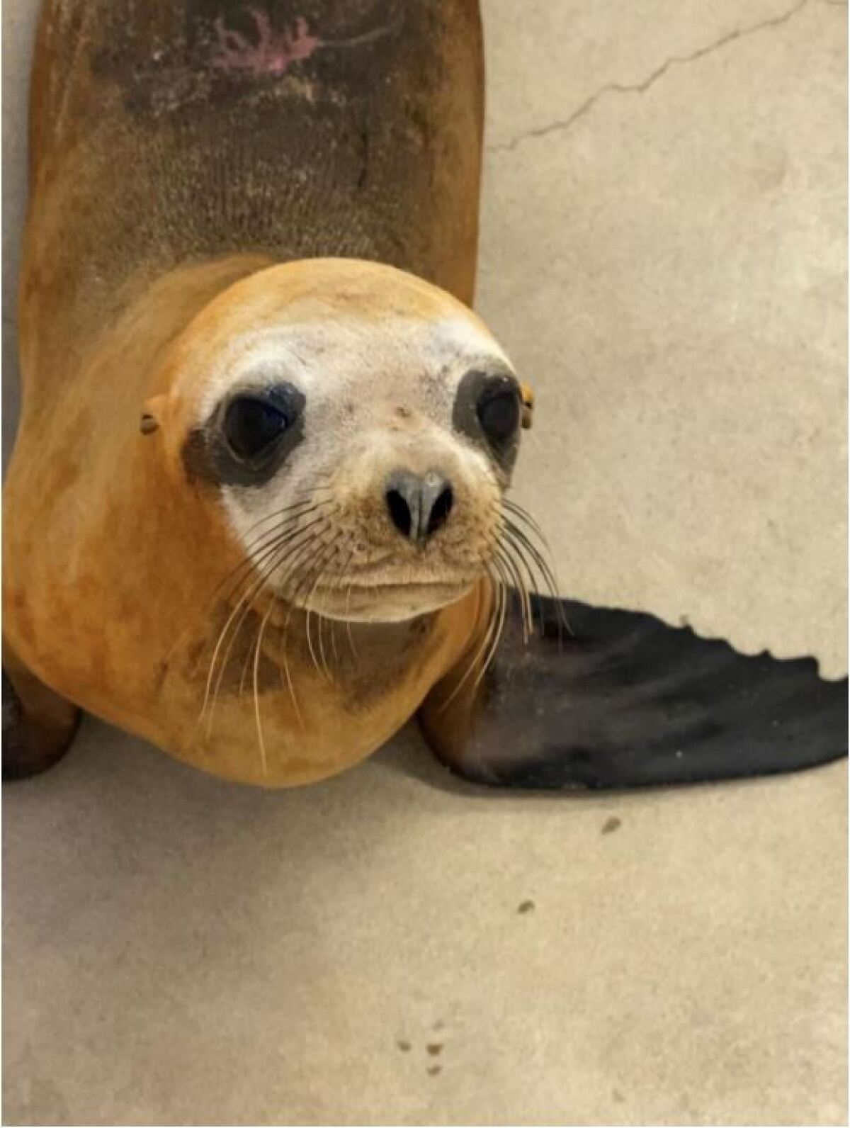 The 1-year-old sea lion, named Mandalorian, was euthanized Dec. 22 after being found with two gunshot wounds.
