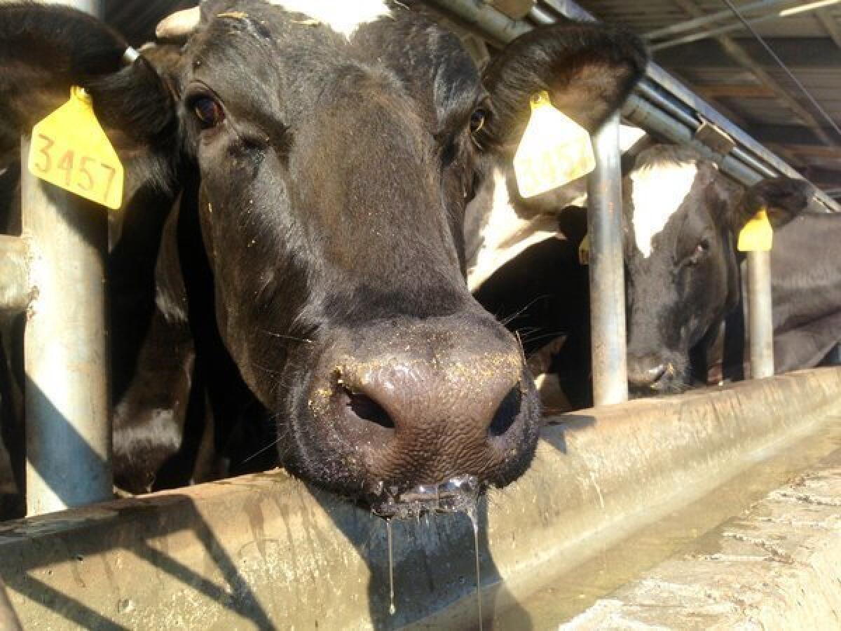 Prolonged heat projected for the Midwest could cause dairy prices to spike, according to meteorologists and dairy experts. Above, a cow drinks water before being milked at a Visalia, Calif., dairy.