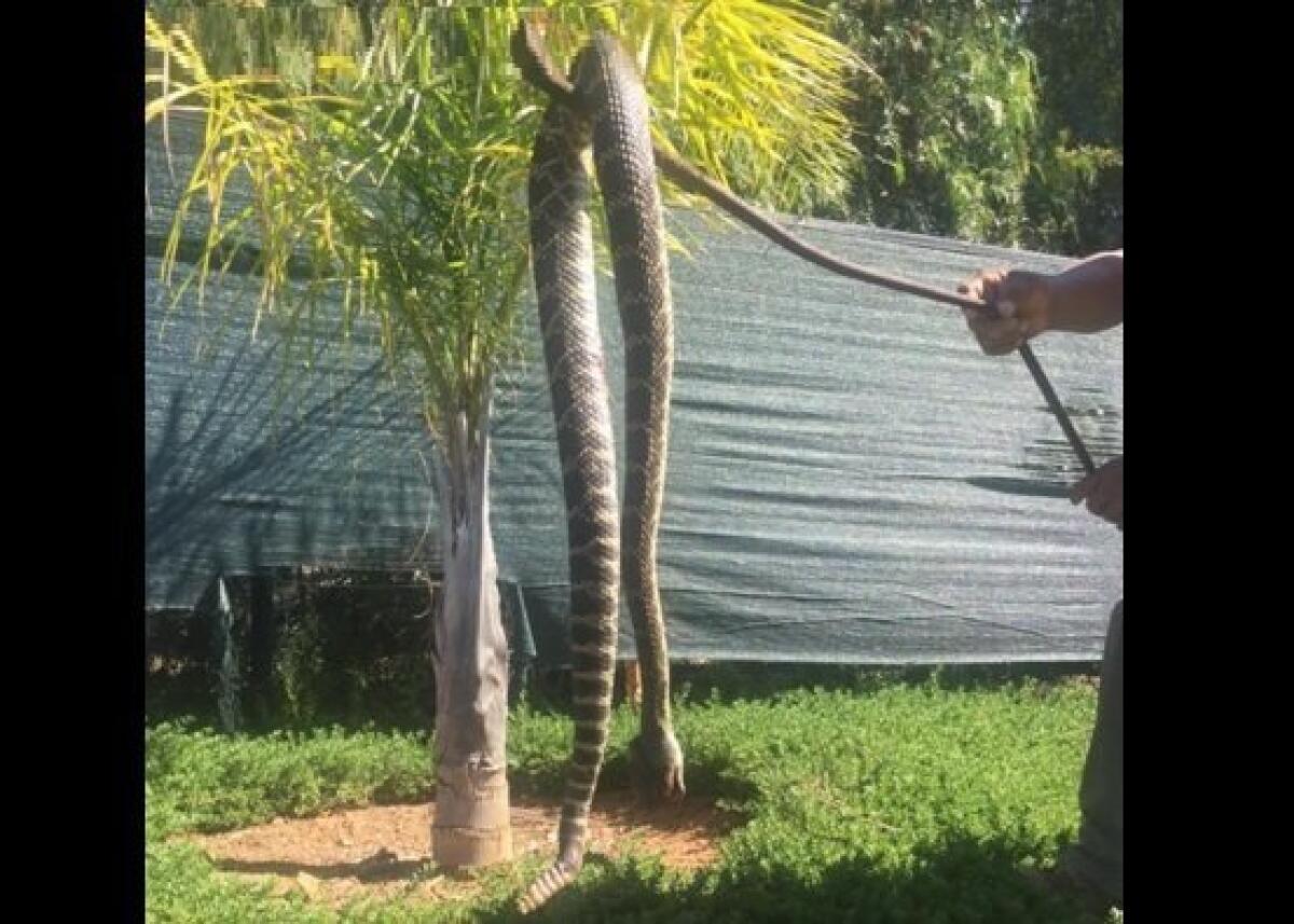 largest rattlesnake ever caught