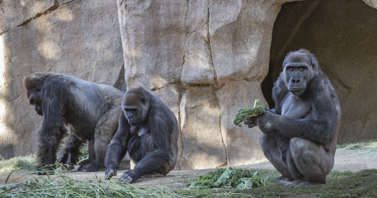 San Diego Zoo Safari Park Gorillas Test Positive For Covid 19 The San Diego Union Tribune