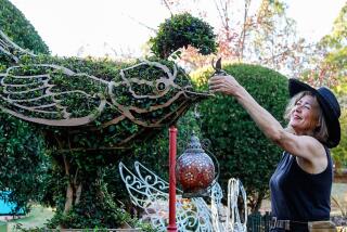 Jennifer Coburn trims greenery on a bird topiary at her Elfin Forest property.