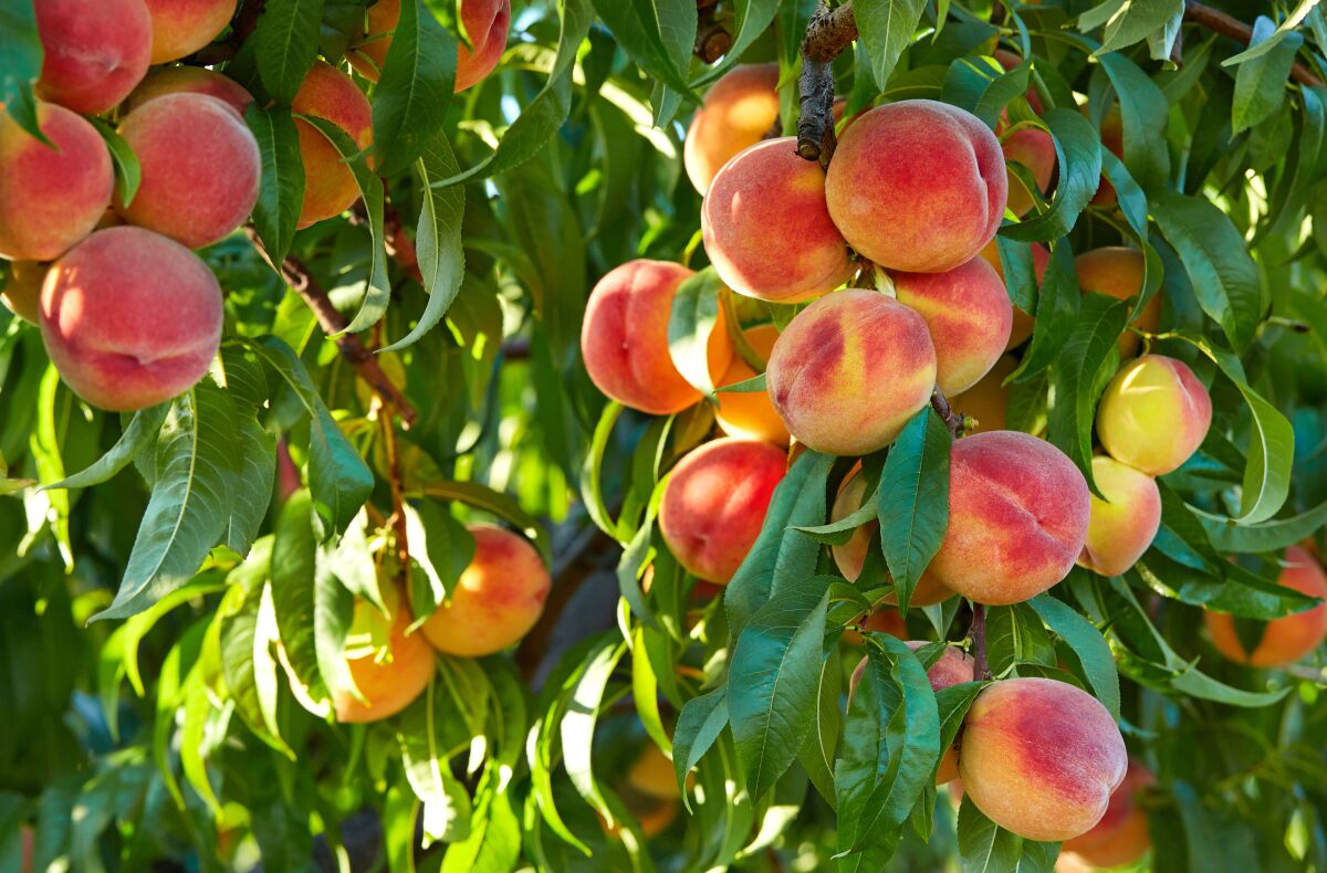 Branch of peach tree