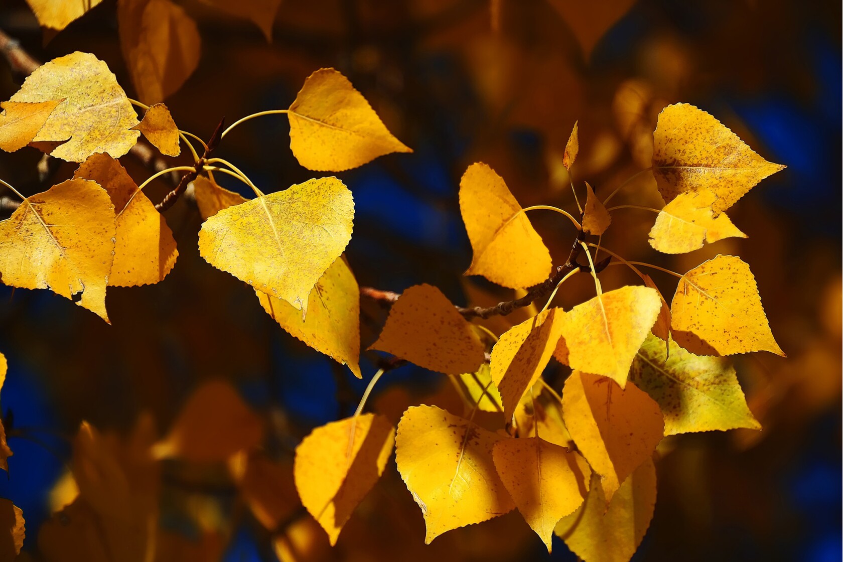 San Bernardino Mountains Are Best Pick For Fall Colors This