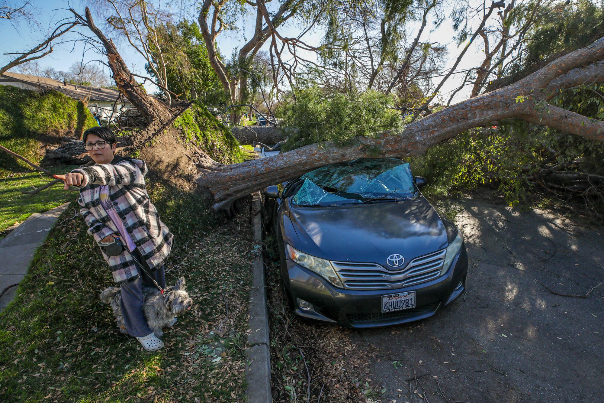Ivette Crenshaw — shown with her dog, Kiba — had her car crushed under a fallen tree Saturday on 11th Street in Upland.