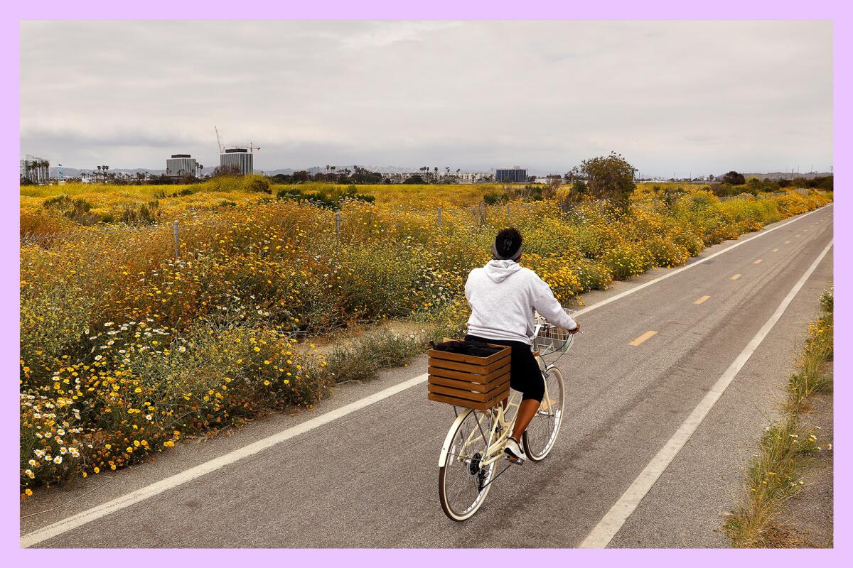A cyclist rides along a bike path against the backdrop of a field of greenery and flowers.